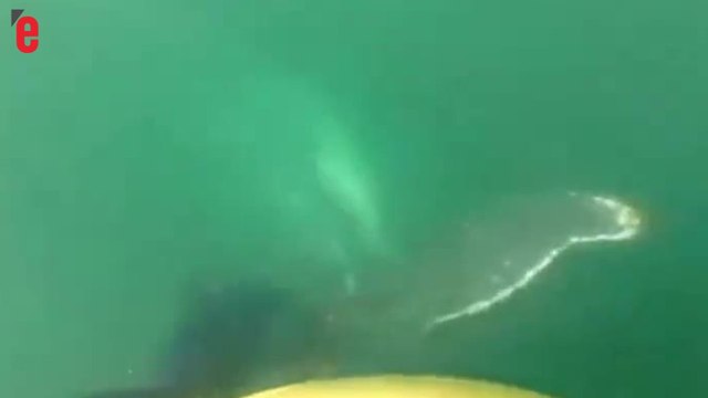 Une famille chilienne sauve une baleine coincée dans un filet de pêche