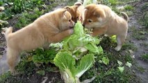 Shiba Inu puppies attack a chinese cabbage