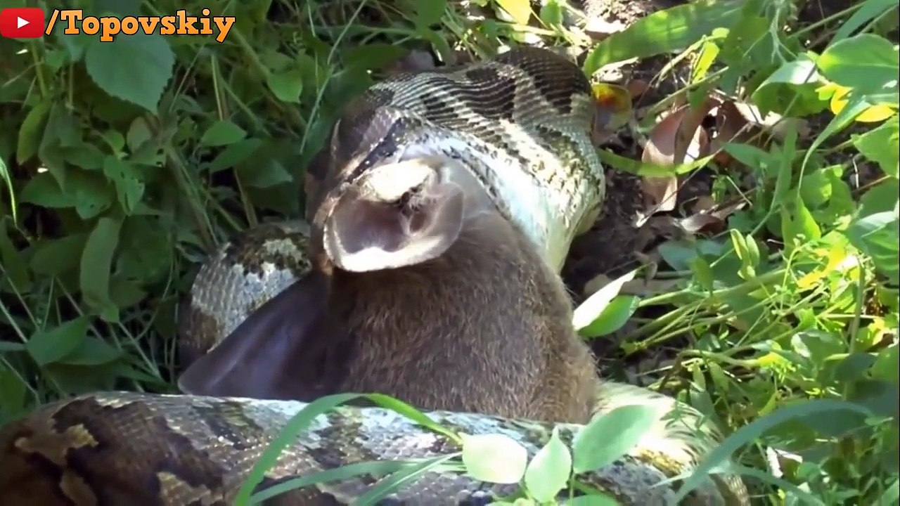 Ce serpent Anaconda géant avale une antilope.. entière !