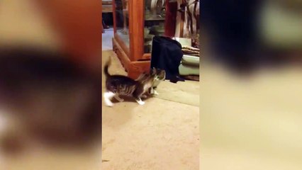 Mais c'est qui ce chat dans le miroir...