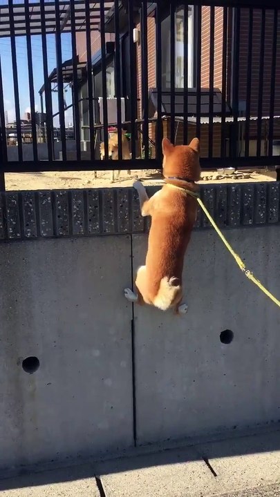 Ce chien curieux est pret à escalader pour voir ce qu'il y a derriere le mur!