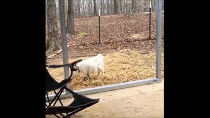 Cette chèvre tombe raide mort de peur! La pauvre... Malaise sur malaise