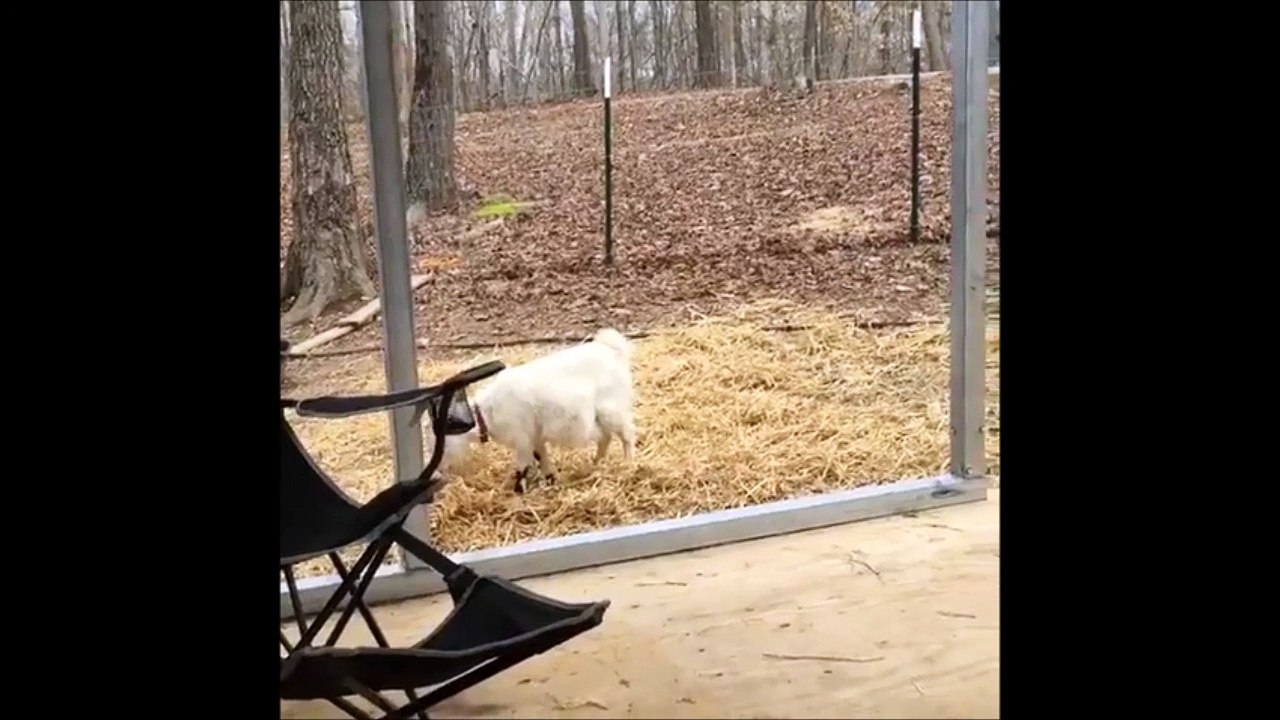 Cette chèvre tombe raide mort de peur! La pauvre... Malaise sur malaise