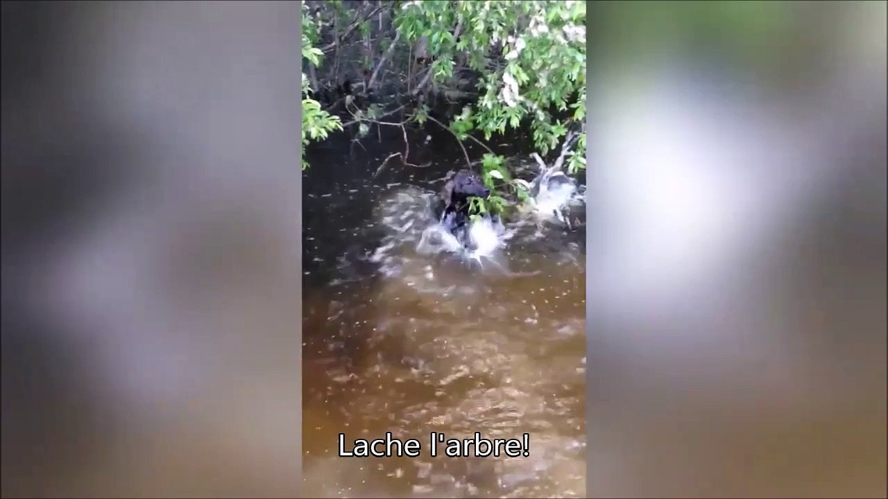 Ce chien est bien décidé à ne rien lâcher... Trop marrant
