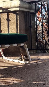 Cet aigle fait un tour de pigeon... ahaha