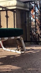 Cet aigle fait un tour de pigeon... ahaha