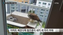 민가에 나타난 천연기념물, 반길 수만은 없어요 / YTN (Yes! Top News)