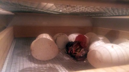 Live birth of newborn turkey captured on camera