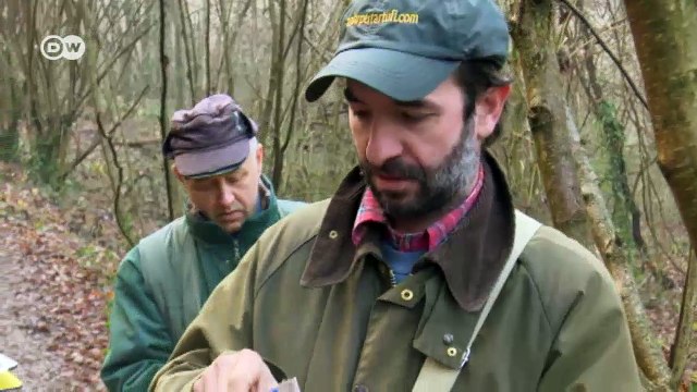 War over white truffles in Italy | Focus on Europe