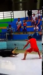 Un crocodile joue un sale tour à son dompteur pendant un spectacle (Thaïlande)
