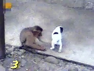 Monkey Laughing at Dog's Dick