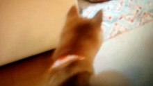 ふろしきにたたむ
