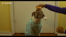 Dog remains incredibly calm during balancing trick