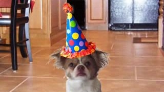Barky Happy Birthday