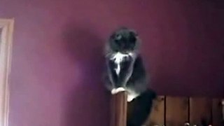 Cat Won't Jump - (Guy Screams)