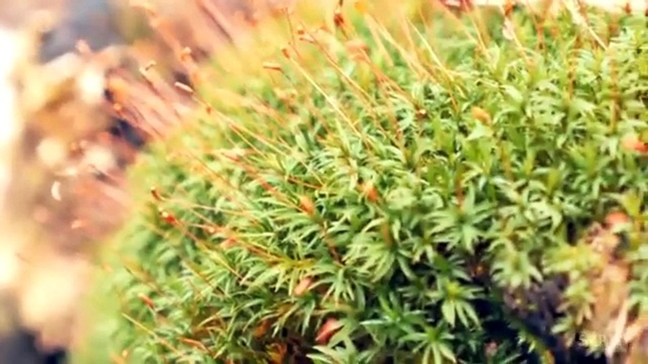 It opens up a light bulb and it takes a little water. A few weeks later, something exceptional happens