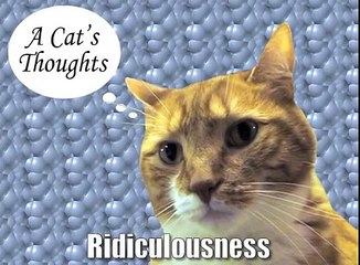 A Cat's Thoughts on Ridiculousness-2fDiljDjlbc