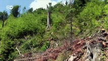 Deforestation in the Carpathians | Eco-at-Africa