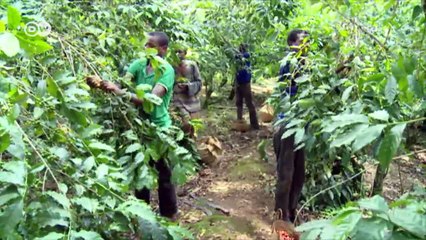 Heating with coffee | Eco-at-Africa