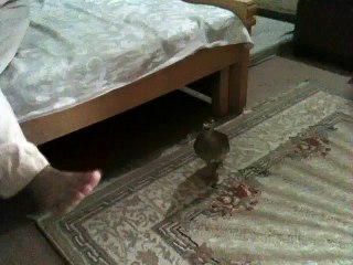 Aggressive Bird try to fight with Man Foot