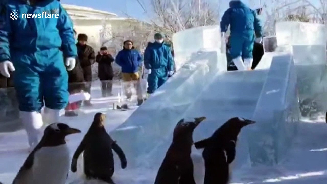 Penguins enjoy icy slide at Chinese Polarland theme park