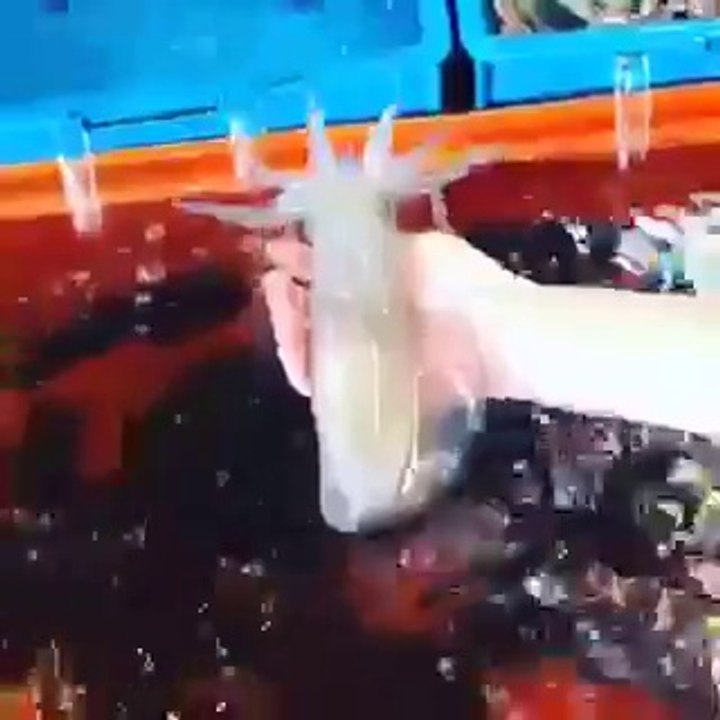 yok böyle bir hayvan çok ilginç