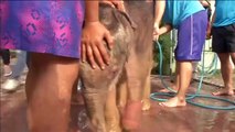 Thai baby elephant gets hydrotherapy for injured foot