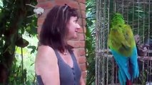 New Comedy Video Funniest Parrot Video Ever Best Comedy Video