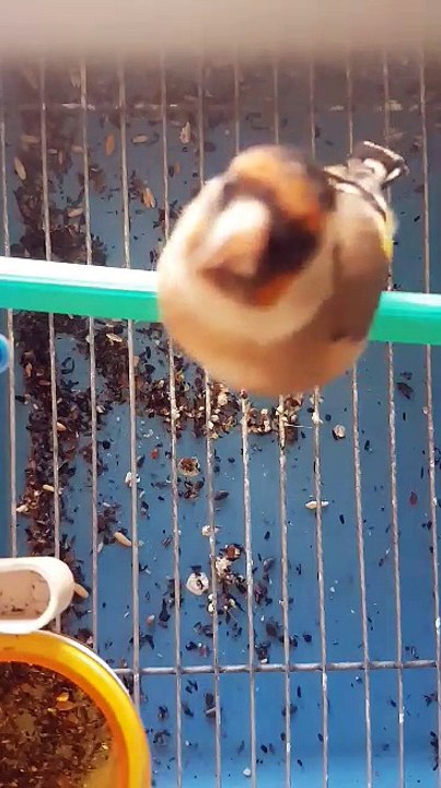 Chant du Chardonneret donnez vos avis  de : Joseph Dadi