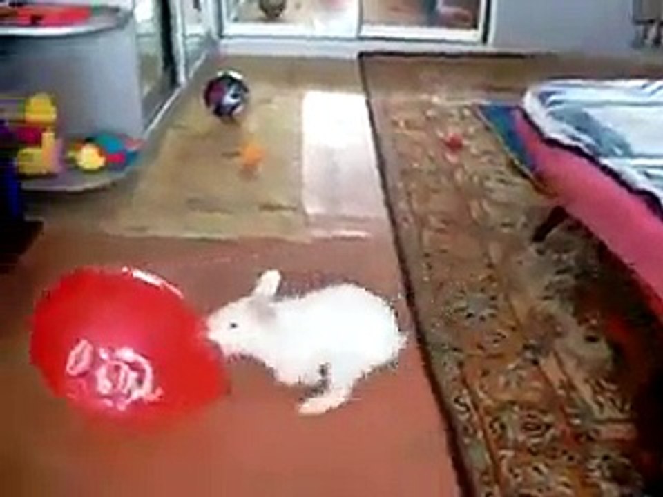 Crazy Rabbit