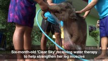 Sky's the limit for Thai baby elephant swimming to health