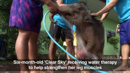 Sky's the limit for Thai baby elephant swimming to health