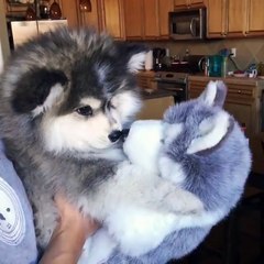 Husky Puppy Confused By Husky Toy
