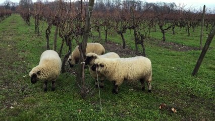 Des moutons dans les vignes à Segonzac (images Majid Bouzzit)