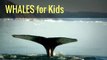 Whales for Kids, Whale Videos for Children, Ocean Whale Video