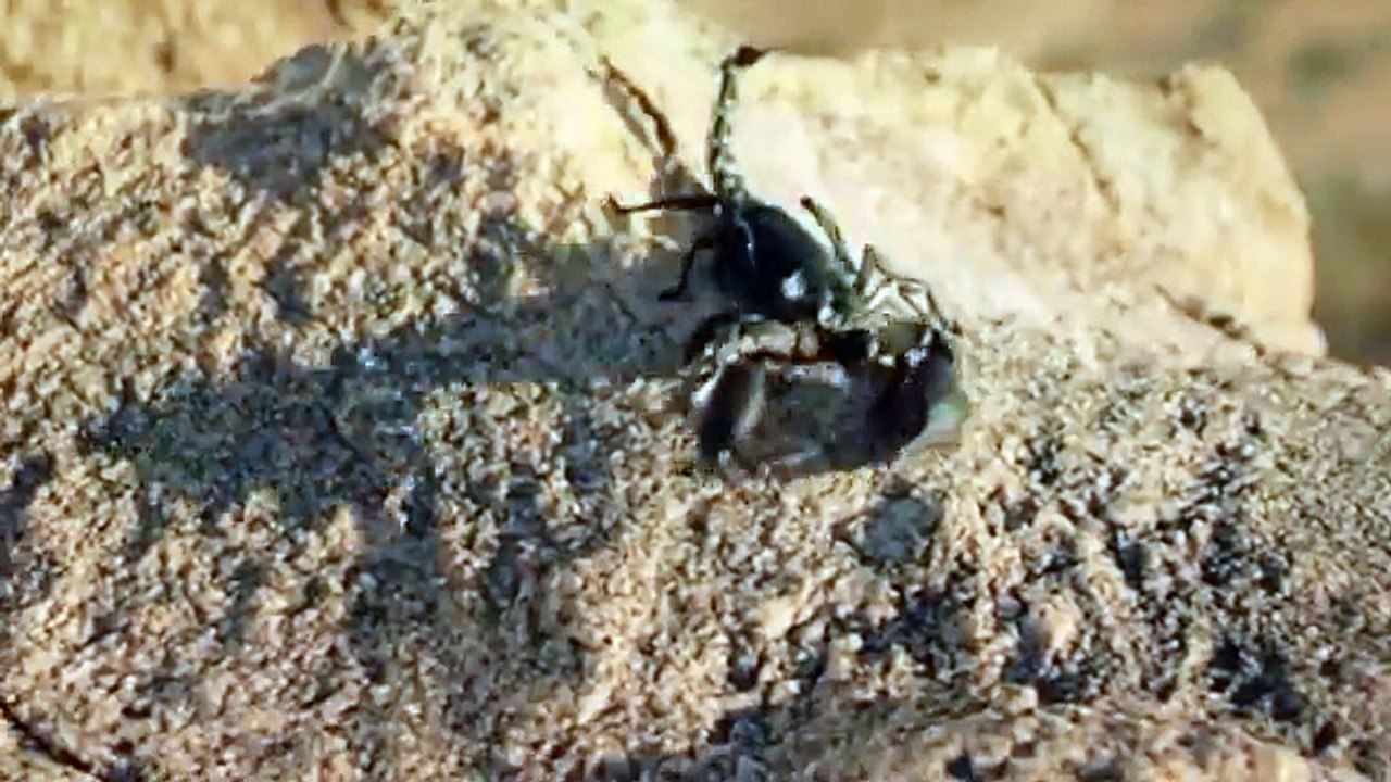 Scorpion
