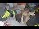 Minturno (LT) - Cane imprigionato in un solaio, liberato dai vigili del fuoco (05.01.17)