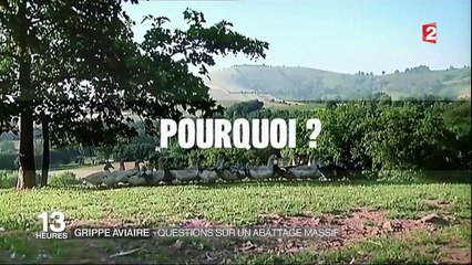 Grippe aviaire : questions sur un abattage massif