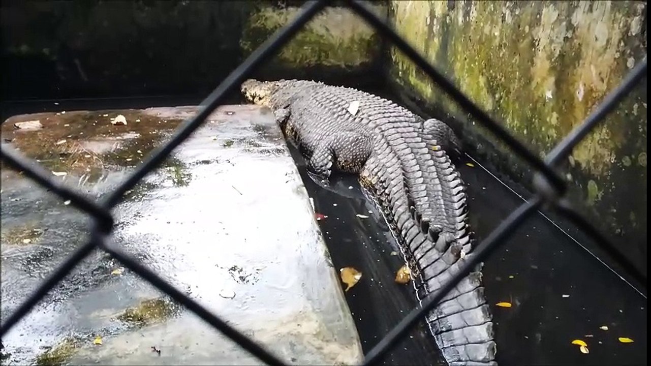 Buaya berumur 40 tahun