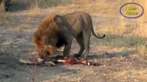 15 Lion vs Hyena A Terrible Fight-Lion , Hyena ,JaguarAttack    Hyena vs Lion Who Wins (HD)