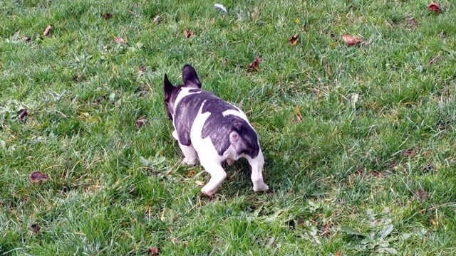 Chiots bouledogue Français caille Disponibles
