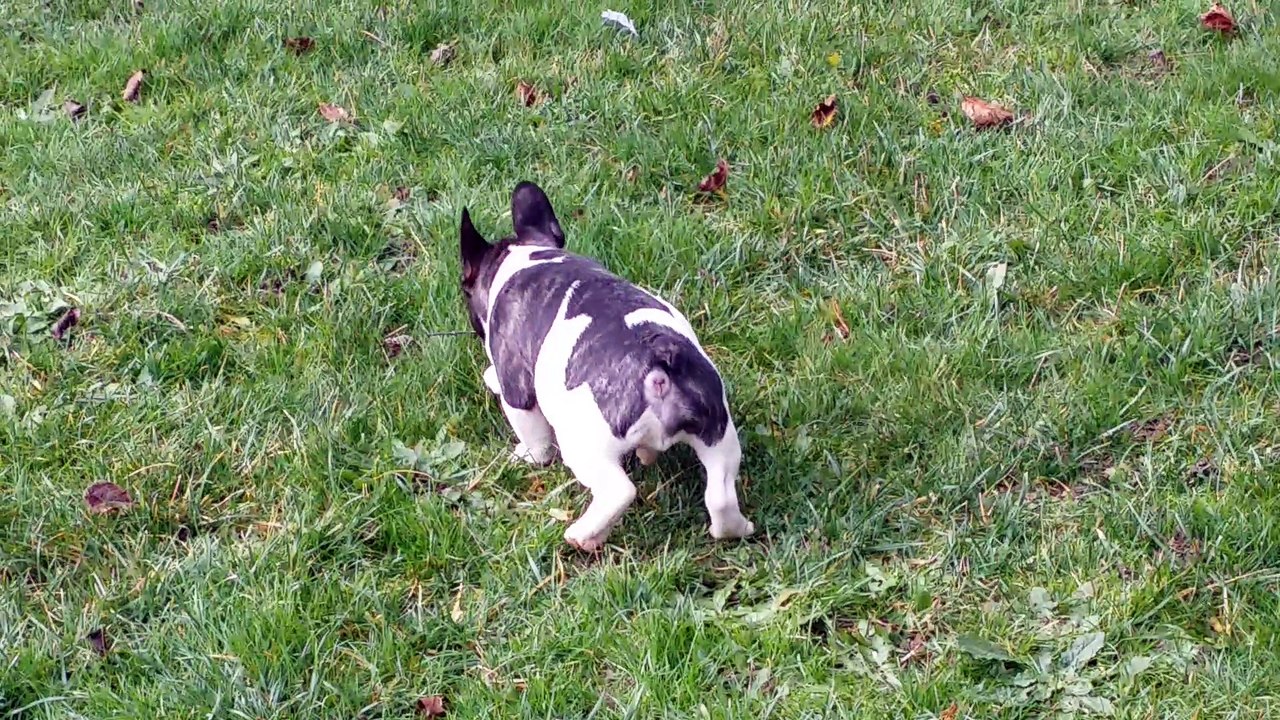 Chiots bouledogue Français caille Disponibles