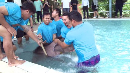 Thaïlande: un bébé éléphant réapprend à marcher dans une piscine