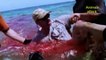 5 Horrific Best Shark Attacks Caught On Tape-Shark Attacks Caught On Camera    Great White Shark