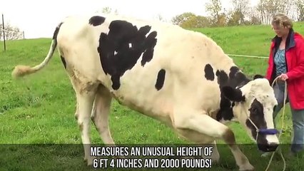 Abnormally Large Animals That Are Actually Real