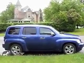 Angry mother deer attacks dog and cat