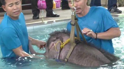 Cet éléphant amputé d'une patte réapprend à marcher dans une piscine