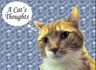 A Cat's Thoughts on Sex With Dogs-n3qt-o0rHOo