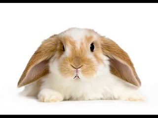 Happy Birthday to You - Hippity the Bunny[1]