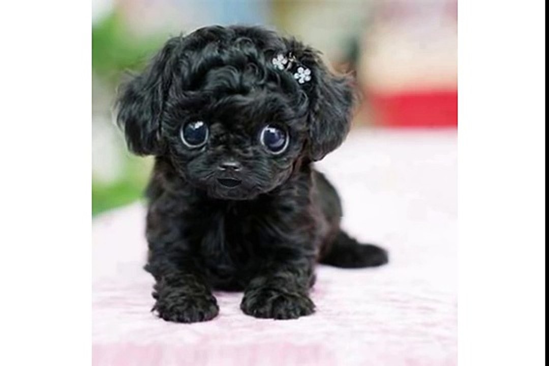 Adorable little black puppy wishes you Happy Birthday[1]